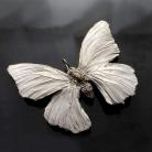 Wisiory motyl,srebrny motyl,wiosna,owad,kobiecy